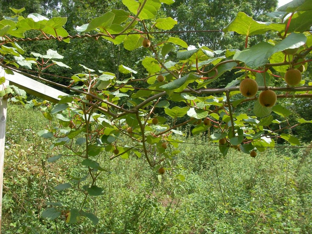 Kiwis